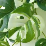 ست 3تایی گیاه مصنوعی ایکیا FEJKA سبز / فروشگاه زردان