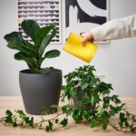 گلدان/آبپاش ایکیا CHILIFRUKT زرد روشن