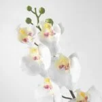 گل مصنوعی ارکیده سفید ایکیا SMYCKA