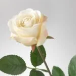 گل مصنوعی رز سفید ایکیا SMYCKA طول 52 سانتی‌متر