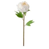 گل مصنوعی پیونی (صد تومانی) سفید ایکیا SMYCKA