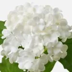 خرید آنلاین گل مصنوعی ایکیا SMYCKA توپی سفید