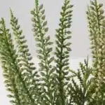 گیاه مصنوعی هیثر سبز ایکیا FEJKA قطر 9 سانتی متر