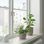 قیمت گلدان ایکیا مدل HONUNGSPALM خاکستری/ بژ، 15 سانتی‌متر