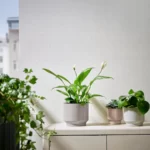 انواع گلدان ایکیا مدل HONUNGSPALM خاکستری/ بژ، 15 سانتی‌متر