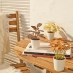 گیاه مصنوعی ایکیا مدل FEJKA، ست ۳ عددی، قطر ۶ سانتی‌متر