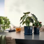 انواع گیاه مصنوعی گلدانی ایکیا مدل FEJKA، آلوکاسیا