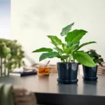 خرید گیاه مصنوعی گلدانی ایکیا مدل FEJKA، کالاتیا