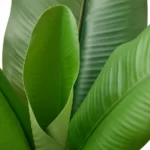 قیمت گلدان گیاه مصنوعی ایکیا مدل FEJKA، ، مدل درخت موز