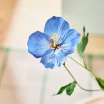 قیمت گل مصنوعی ایکیا مدل SMYCKA، مدل پاپی / آبی